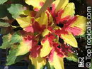 Amaranthus%20tricolor%203.jpg