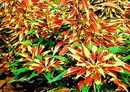 Amaranthus%20tricolor%205.jpg