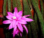 Aporocactus%20flagelliformis%20_02.jpg