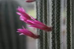 Aporocactus%20flagelliformis%20_11.jpg