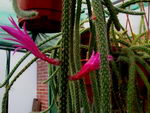 Aporocactus%20flagelliformis%20_13.jpg
