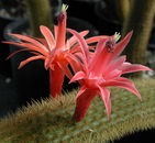 Aporocactus%20flagelliformis%20_14.jpg