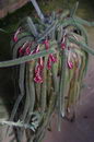Aporocactus%20flagelliformis%20_15.jpg
