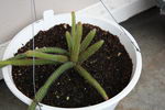 Aporocactus%20flagelliformis%20_16.jpg