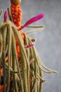 Aporocactus%20flagelliformis%20_17.jpg