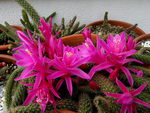 Aporocactus%20flagelliformis%20_18.jpg