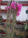 Aporocactus%20flagelliformis%20_23.jpg