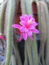 Aporocactus%20flagelliformis%20_25.jpg