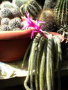 Aporocactus%20flagelliformis%20_31.jpg