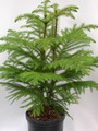 Araucaria excelsa 1.jpg