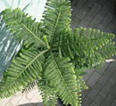 Araucaria excelsa 12.jpg