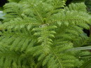 Araucaria excelsa 13.jpg