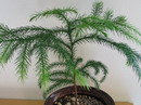 Araucaria excelsa 4.jpg
