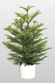 Araucaria excelsa 6.jpg