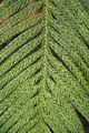 Araucaria excelsa 7.jpg