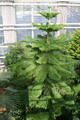 Araucaria excelsa 8.jpg