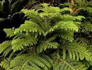 Araucaria heterophylla 10.jpg