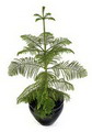 Araucaria heterophylla 13.jpg