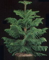 Araucaria heterophylla 2.jpg