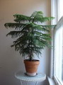 Araucaria heterophylla 5.jpg