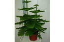 Araucaria heterophylla 7.jpg