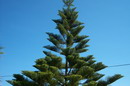 Araucaria heterophylla 8.jpg
