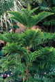 Araucaria heterophylla 9.jpg
