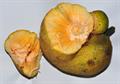 Artocarpus%20lakoocha218.jpg