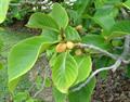 Artocarpus%20lakoocha855.jpg