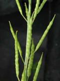 Brassica%20juncea966.jpg