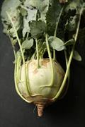 Brassica%20oleracea%20Gongylodes341.jpg