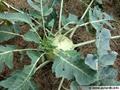 Brassica%20oleracea%20Gongylodes503.jpg