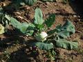 Brassica%20oleracea%20Gongylodes921.jpg