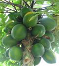 Carica_papaya_-_papaya_-_var-tropical_dwarf_papaya_-_desc-fruit.jpg