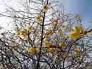 Chimonanthus%20praecox%2012.jpg