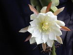 Epiphyllum%20crenatum_06.jpg
