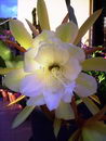 Epiphyllum%20crenatum_08.jpg