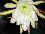 Epiphyllum%20crenatum_09.jpg