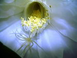 Epiphyllum%20crenatum_12.jpg