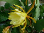 Epiphyllum%20crenatum_15.jpg