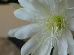 Epiphyllum%20crenatum_16.jpg