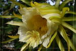 Epiphyllum%20crenatum_18.jpg