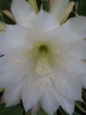 Epiphyllum%20crenatum_21.jpg