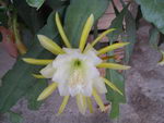 Epiphyllum%20crenatum_26.jpg