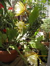 Epiphyllum%20crenatum_27.jpg