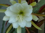 Epiphyllum%20crenatum_31.jpg