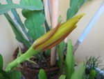 Epiphyllum%20crenatum_33.jpg