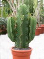Euphorbia%20ingens%208.jpg