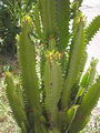 Euphorbia%20ingens%209.jpg