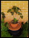 Ficus%20Carica_01.jpg